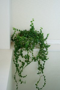 green1.jpg