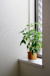 green5.jpg