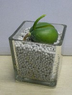 greenb3.jpg