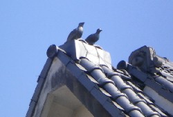 hato.jpg